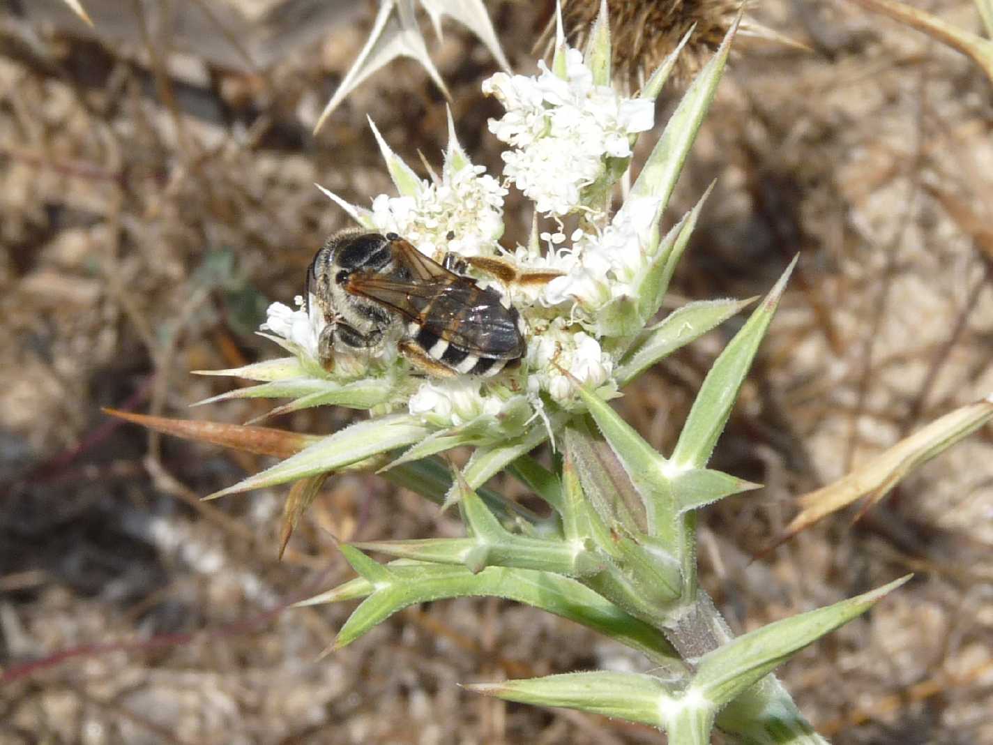 Halictus quadricinctus, femmina (Apidae Halictinae)